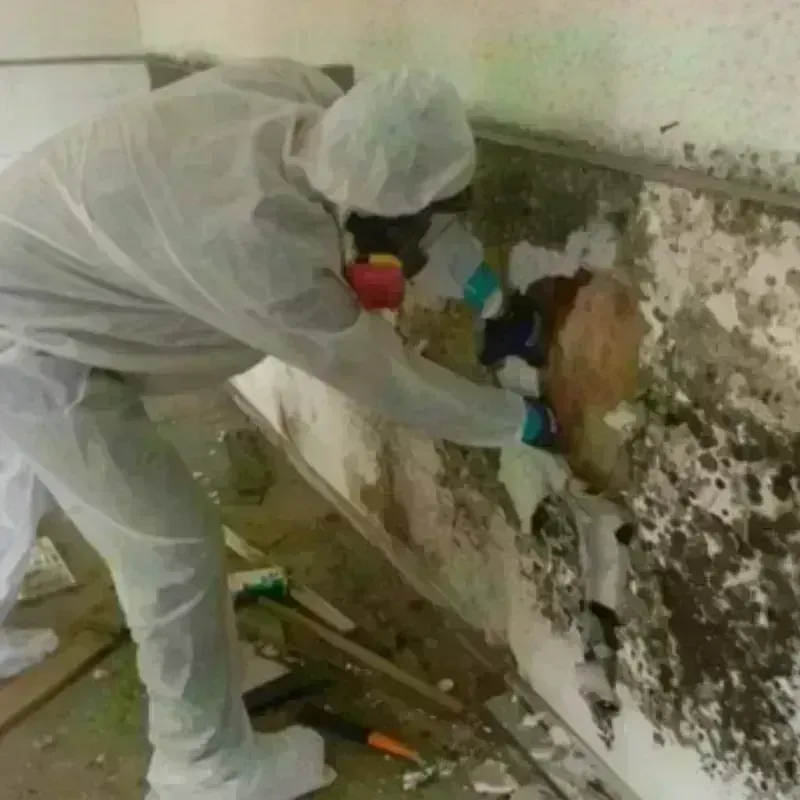 Mold Remediation and Removal in Whittingham, NJ